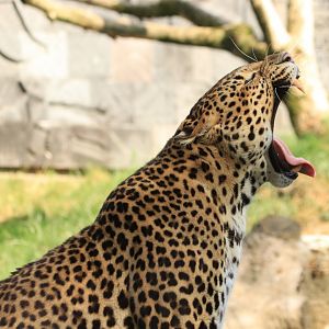 Yawning Java-Leopard (July 2019)