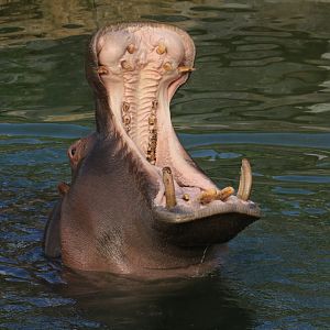 Yawning Hippo (July 2019)