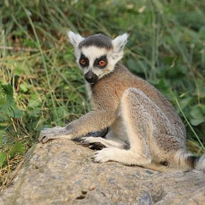 Baby ring-tailed lemur (July 2019)