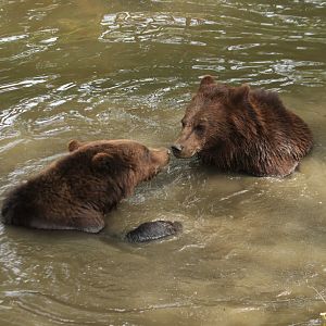 European brown bears taking a bath (July 2019)