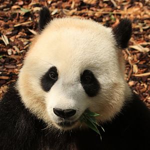Giant Panda Eating (July 2019)