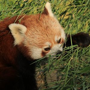 Red Panda eating (July 2019)