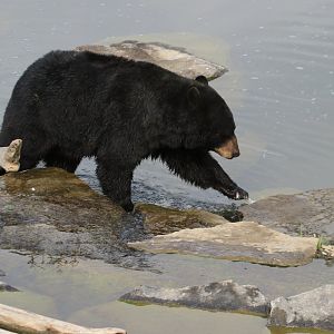 Black bear (July 2019)
