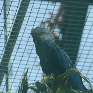Spix's Macaw (July 2019)