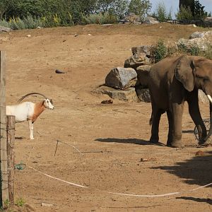 African Elephant and Scimitar-horned Oryx (July 2019)