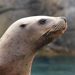 Steller's Sea Lion (July 2019)