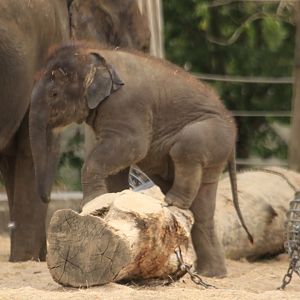 Climbing baby elephant (July 2019)