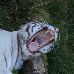 Yawning white tiger (July 2019)