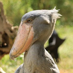 Shoebill Stork (July 2019)