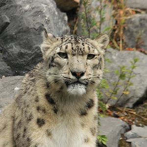 Snow leopard (July 2019)