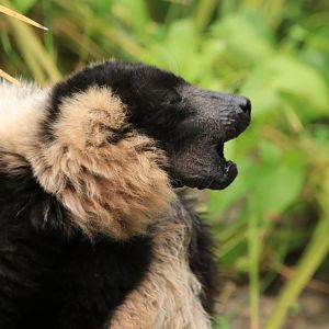 Black-and-white Ruffed Lemur (July 2019)