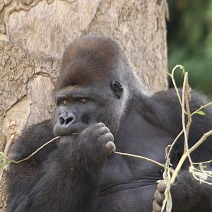 Western lowland gorilla (July 2019)