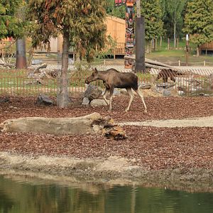 Elk and brown bear in new enclosure (July 2019)