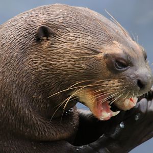 Giant otter eating (July 2019)