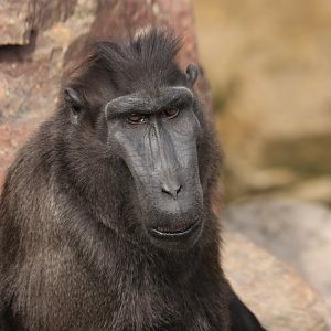 Sulawesi Crested Macaque (July 2019)