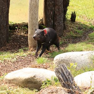 Tasmanian devil (July 2019)