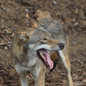 Grey wolf (July 2019)