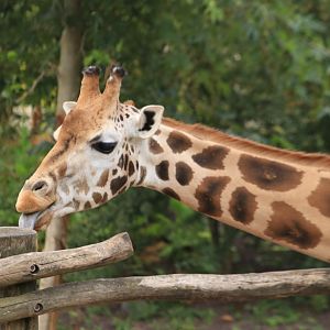 Rothschild giraffe (July 2019)