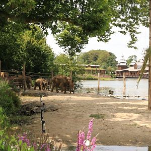 Elephants walking to the lake to take a bath (July 2019)