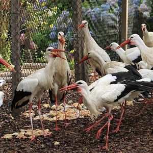 Feeding time for the white storks (July 2019)