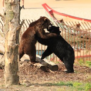 Brown and black bear fighting (July 2019)