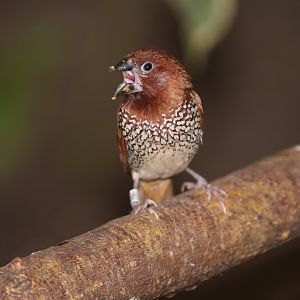 Scaly-breasted Munia