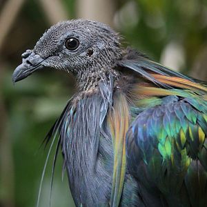 Nicobar Pigeon