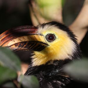 Southern Sulawesi Tarictic Hornbill