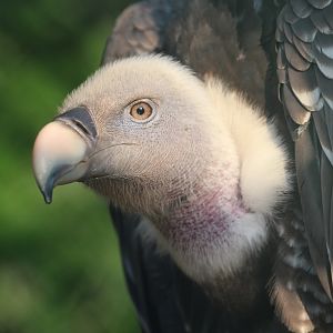 Rueppell's Vulture