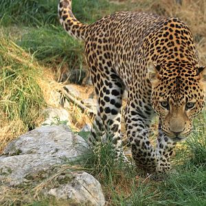 Java leopard (July 2019)