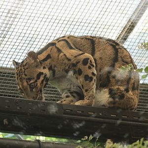 Indochina clouded leopard (July 2019)