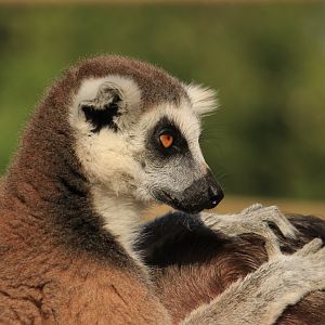Ring-tailed lemur on the head of visitor (July 2019)