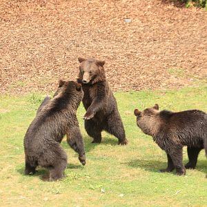 Brown bears figting (July 2019)