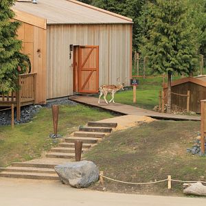 European Fallow Deer walking by the new native village (July 2019)