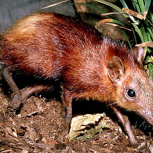 Golden-rumped elephant shrew; Frankfurt; early 1990s