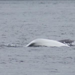 Beluga Mother & Calf
