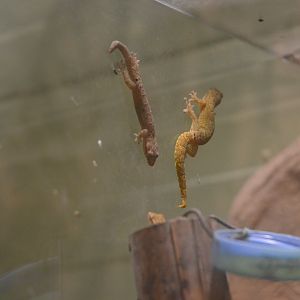 Mourning Geckos in Aequatorium at Duisburg, 17/06/19