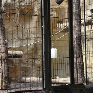 Greater White-nosed Guenon Enclosure in Aequatorium at Duisburg, 17/06/19