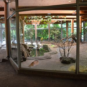 Pygmy Hippo Enclosure in Aequatorium at Duisburg, 17/06/19