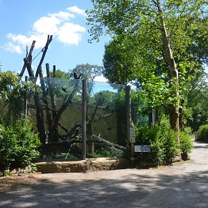 Orang-utan Enclosure in Aequatorium at Duisburg, 17/06/19
