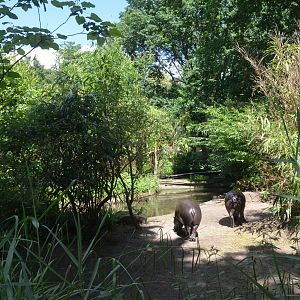 Pygmy Hippo Enclosure at Duisburg, 17/06/19