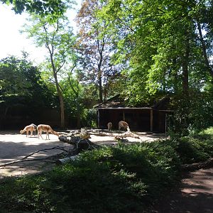 Vicuna, Mara and Rhea Enclosure at Duisburg, 17/06/19