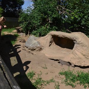 Banded Mongoose Enclosure at Duisburg, 17/06/19