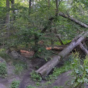Lynx Enclosure at Duisburg, 17/06/19