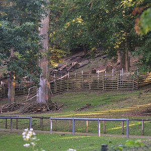 Fallow Deer Walkthrough (Temporarily Closed) at Grugapark, 17/06/19