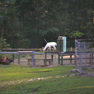 Fallow Deer Walkthrough (Temporarily Closed) at Grugapark, 17/06/19