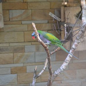 Derbyan Parakeet at Grugapark, 17/06/19
