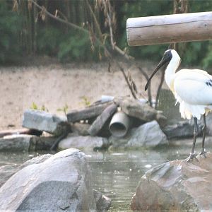 Spoonbill x Ibis Hybrid (?) at Grugapark, 17/06/19