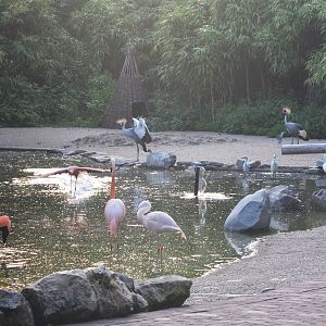 Walk-through Aviary Residents at Grugapark, 17/06/19
