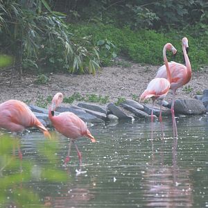 Flamingos and Ibis at Grugapark, 17/06/19